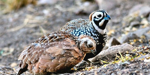 アリゾナ白マダラウズラ