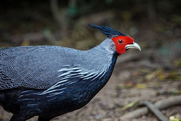 ウスズミハッカン