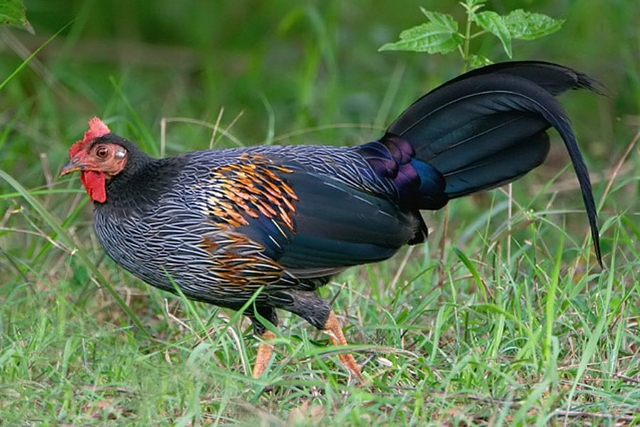 ハイイロヤケイ