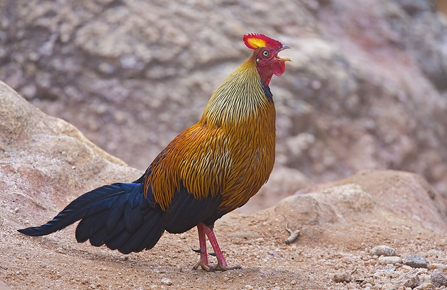 セイロンヤケイ