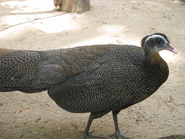 カンムリセイラン