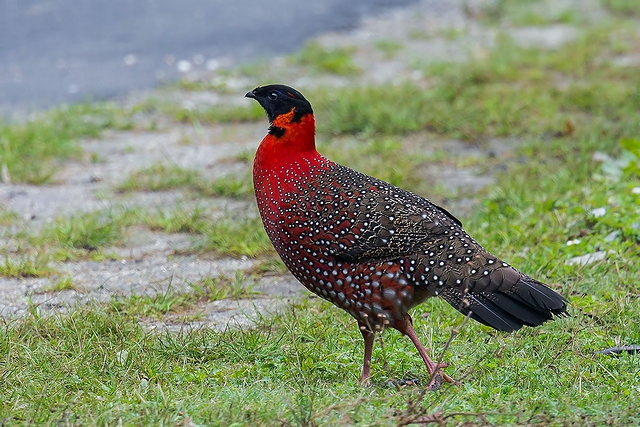 ヒオドシジュケイ