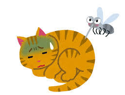 猫にフィラリアは感染するの？