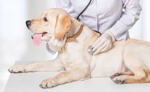 フィラリア検査