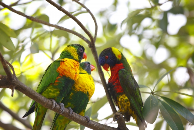 オウム・インコ類の病気