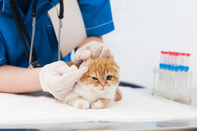 犬や猫の眼や耳、デンタルケアの重要性