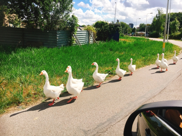 アヒルとガチョウの病気