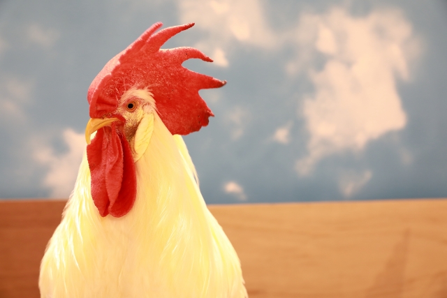 ロイコチトゾーン症