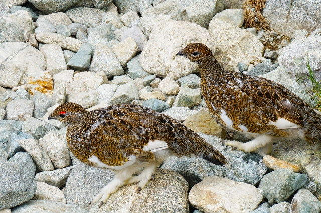 雷鳥類について（Ptarmigans and Grouse）