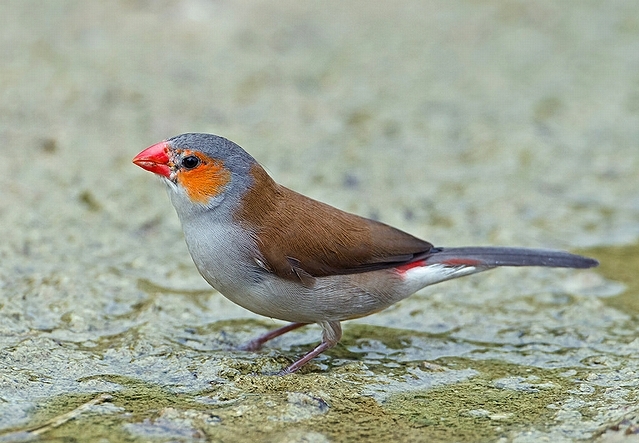 ホオコウチョウ