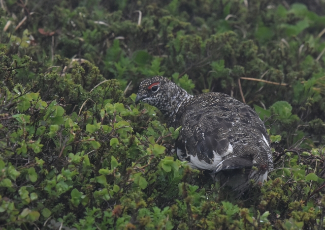 ライチョウ・ウズラ類の抱卵日数