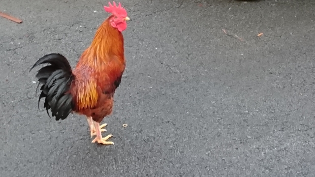 ラテックス凝集反応(latex agglutination test)