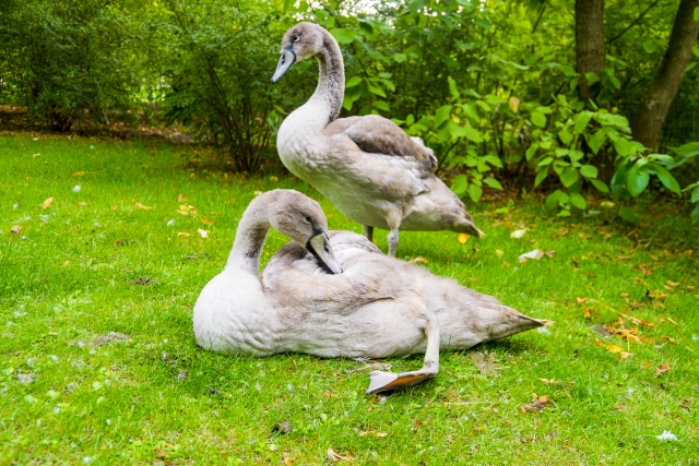 雁鴨類の孵化日数