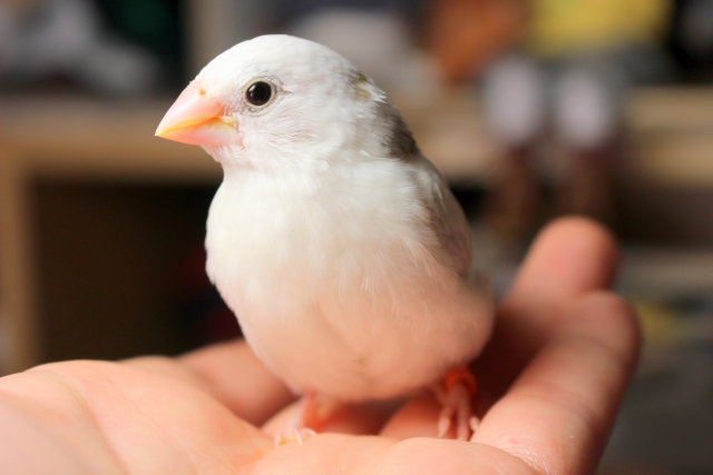 ジュウシマツ：十姉妹（巣引・変種）