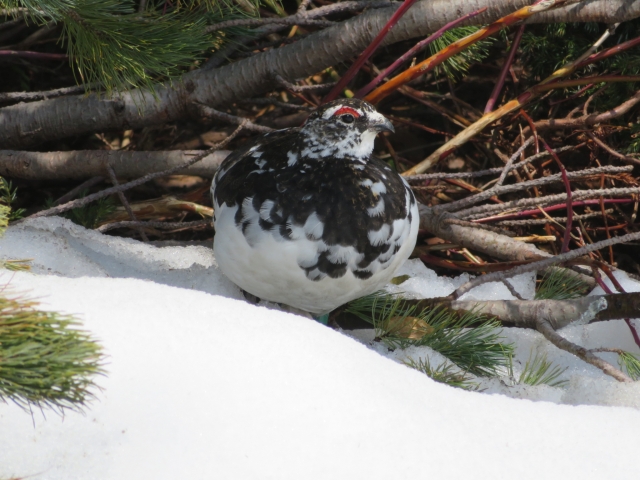 雷鳥の生態（特にPtarmigansについて）