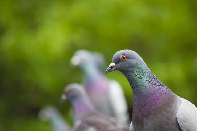 伝書鳩（レース鳩）