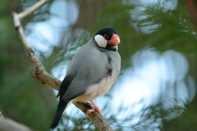 ブンチョウの飼い方