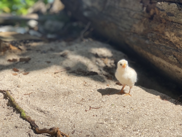 チックテスターでの鑑別の方法