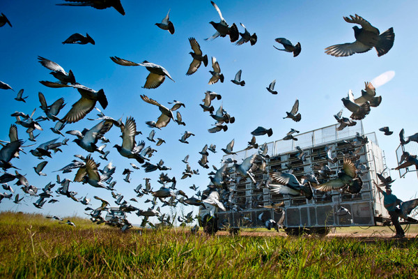 鳩はなぜ帰ってくる？