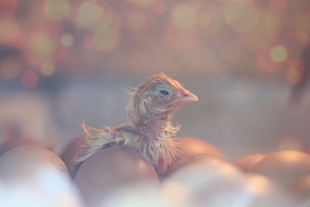 ひよこの雌雄を見分ける初生雛雌雄鑑別機、チックテスター