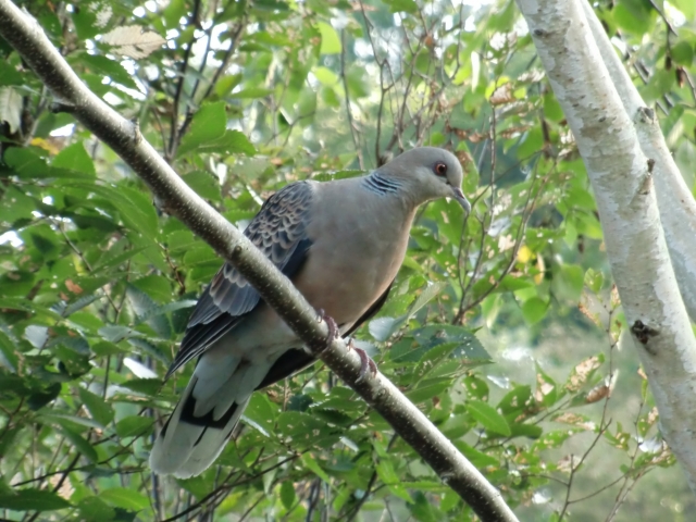 鳩の種類と分布