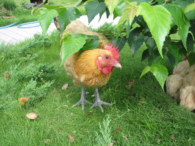 ニワトリについて