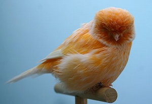 ノーウィチカナリヤ