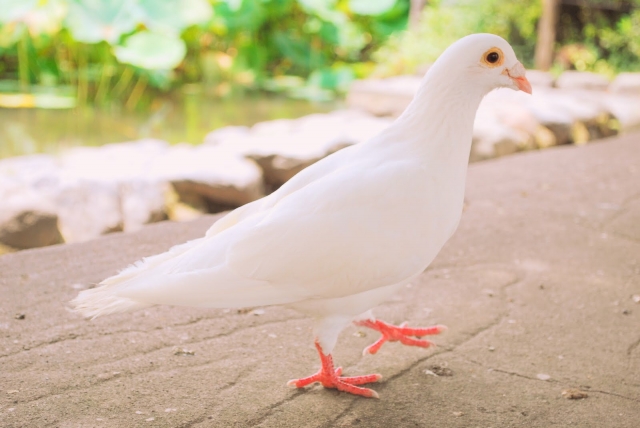 鳩の雌雄の見分け方
