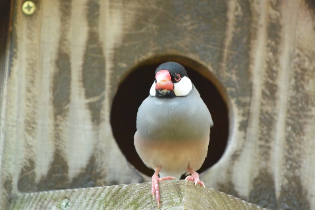 手乗りブンチョウ