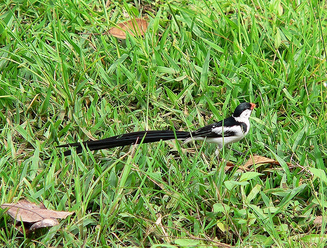 テンニンチョウ