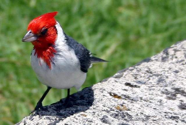 コウカンチョウ