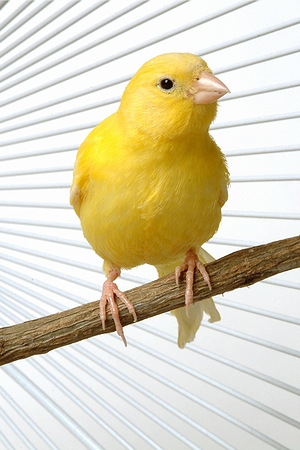 ボーダーファンシー