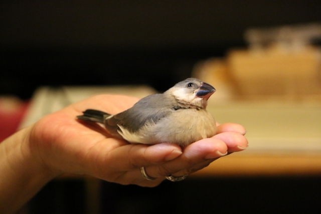 手乗りブンチョウの育て方