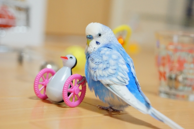 セキセイインコの巣引