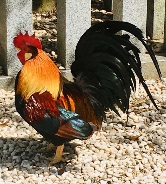 ニワトリの育て方