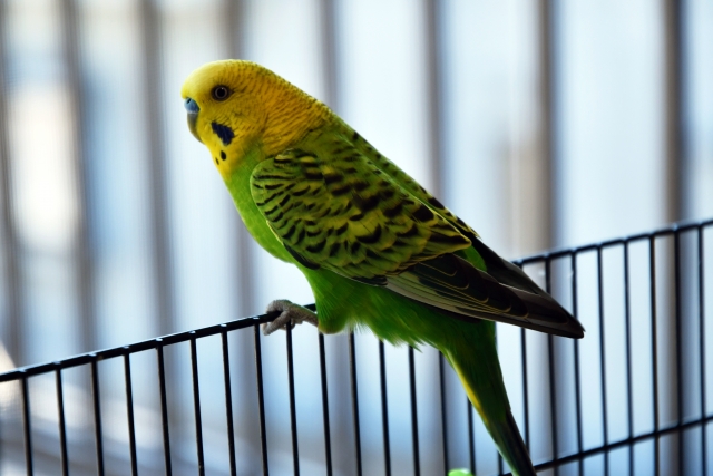 セキセイインコの飼い方と餌・雌雄の見分け方