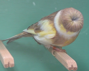 オケシノーウィッチ