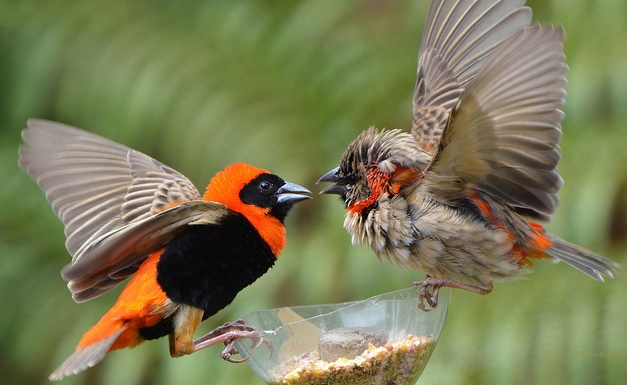 キンランチョウ