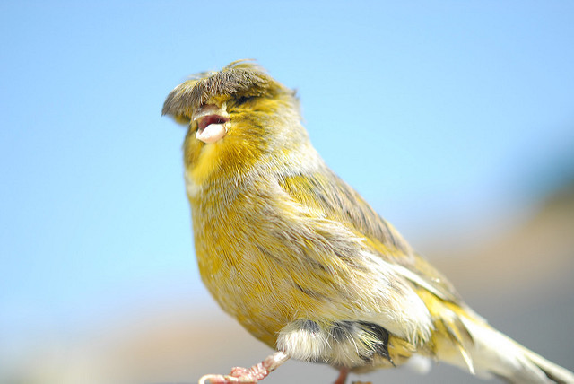 カナリヤの品評会