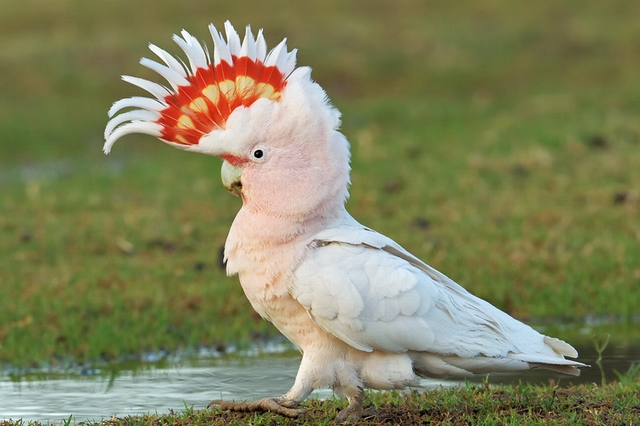 クルマサカオウム