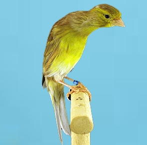 スコッチファンシー