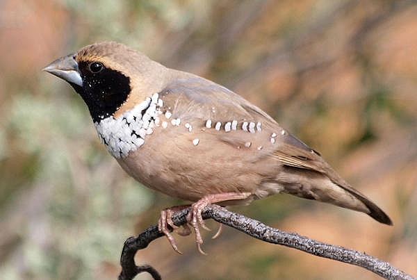 ムナジロシマコキンチョウ