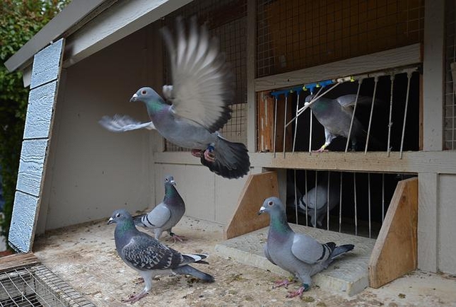 鳩の飼い方