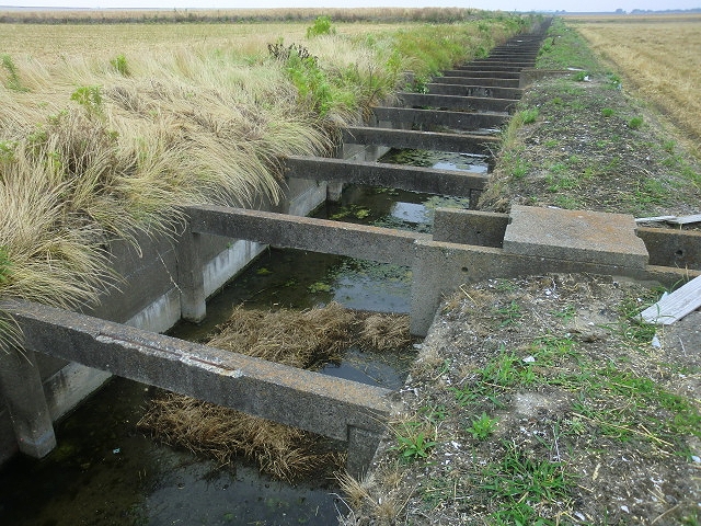 タニシを採取してきました