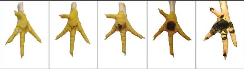 鶏の趾瘤症（バンブルフット）