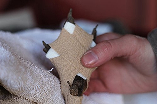 鶏の趾瘤症（バンブルフット）