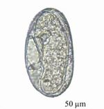 Fischoederius elongatus