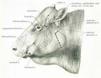 顔面および頭蓋の疾患